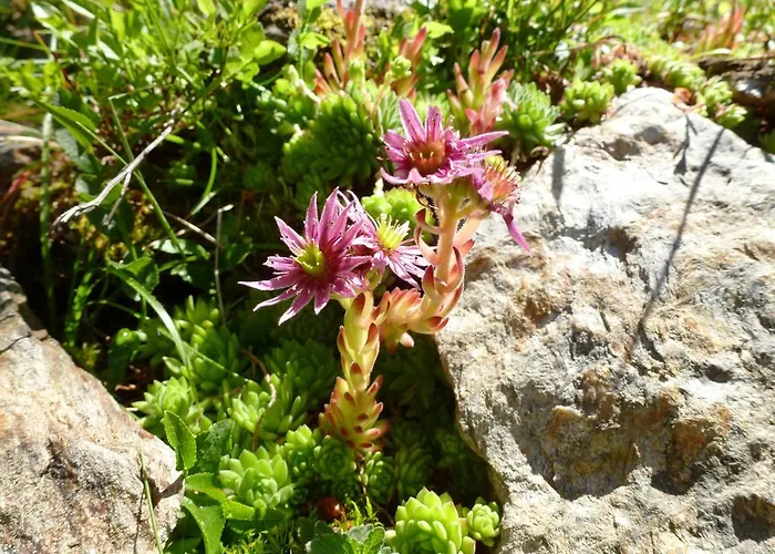 Residenz Hotel apartamentowy Innervillgraten